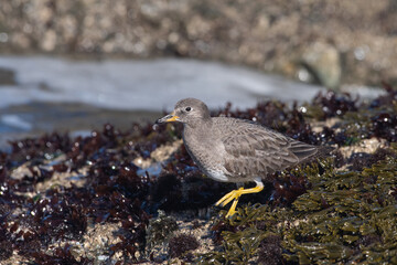 Surfbird 