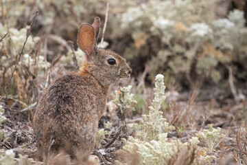 Brush rabbit
