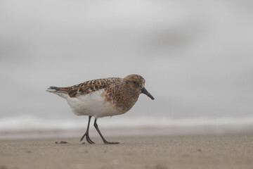 Sanderling on beach 