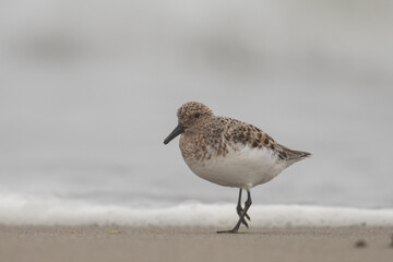 Sanderling on beach 