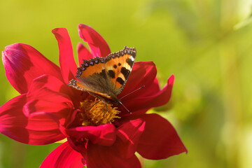 Orange butterfly on the crimson dahlia flower.