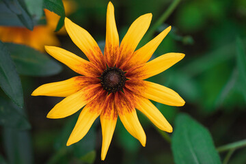 Yellow flower on a green summer background.