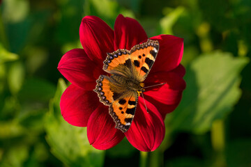 A butterfly collects nectar on a flower.