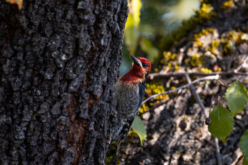 Red-breasted sapsucker