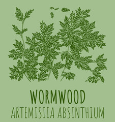 Drawings of Wormwood. The image was created using generative AI. Latin name Artemísia absínthium.
