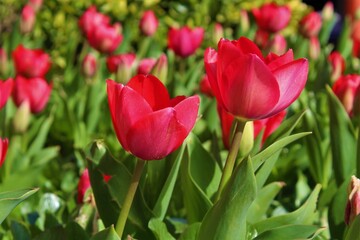 red tulips on the street