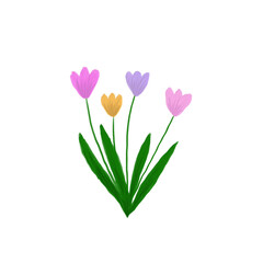 pink tulips isolated on white