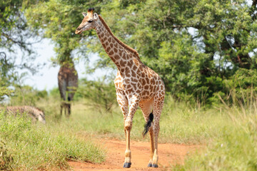 giraffe in the savannah