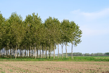 Obraz premium Po Valley landscape field cultivation nature natural agriculture farmhouse tree earth