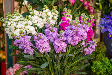 purple and white flowers