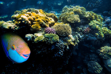 Red sea coral reef landscape with corals and fishes