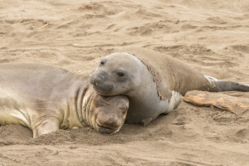 Elephant seal pups cuddling