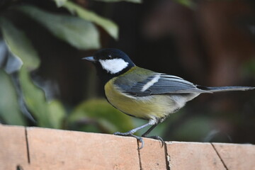 mésange charbonnière sur la mangeoire