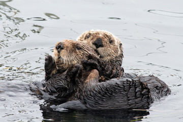 Sea otter hug