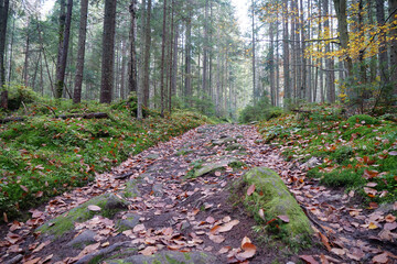 Trail in beautiful autumn wood. Leaf fall, red leafage lies on pathway