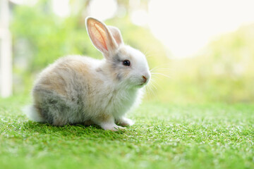 young adorable bunny sitting on green grasses background nature, fluffy rabbit, easter symbol