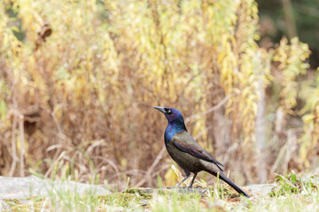 Common Grackle, Quiscalus quiscula, male, in autumn migration. Looking up.