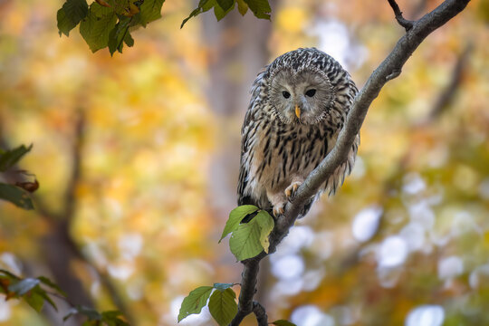 Ural owl ( Strix uralensis ) in autumn forest.