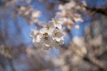 cherry tree blossom