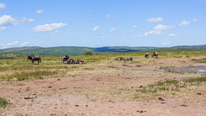 Fototapeta na wymiar Wildlife Wildebeest Animal Herd Resting Waterhole Plateau Scenic Tropical Park Reserve Landscape