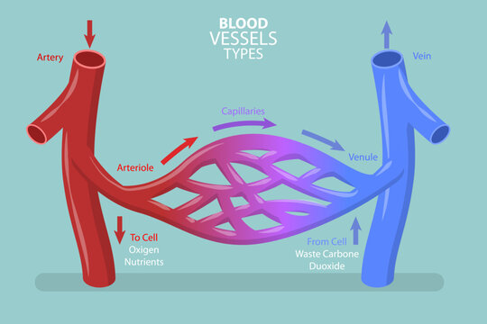 3D Isometric Flat Vector Conceptual Illustration of Blood Vessels Types, Capilary Blood Flow in Circulatory System