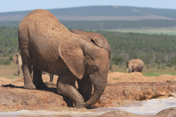 Fototapeta premium elephant at waterhole