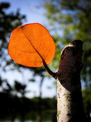 portrait of a young and single leaf on tree