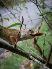 oriental garden lizard eating cockroach alive