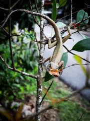 oriental garden lizard eating a cockroach al live