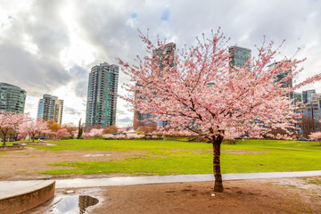 Cherry Blossom in Downtown Vancouver, British Columbia, Canada. Cloudy Rainy Day in the City.