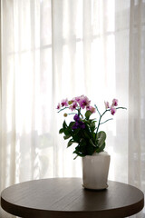Fototapeta premium Beautiful purple orchid pot on a table next to window with while voile curtain 