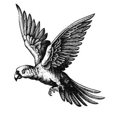 recommend clip art: Flying parrot engraving illustration