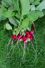 bunch of red organic farm radish close-up on green grass. farmer's subsistence farming,