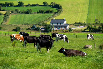 Cows in a farmers field on a summer day. Freegrazing of cattle. Agricultural landscape. Livestock...