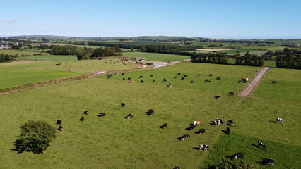 Picturesque fields under a blue sky on a sunny summer day. Animals in the pasture. Agricultural...