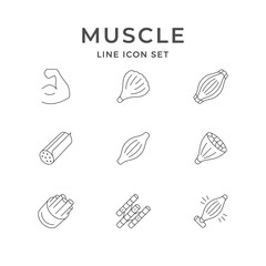 Set line icons of muscle