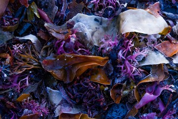 Colorful seaweed on beach background, Iceland © Arctic Mystic