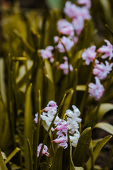 flowers in the garden