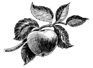 Apple fruit on tree branch. Ink black and white drawing