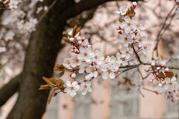 Białe wiosenne kwiaty na drzewie © FotoWave Dawid Nowak