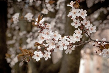 Białe wiosenne kwiaty na drzewie © FotoWave Dawid Nowak