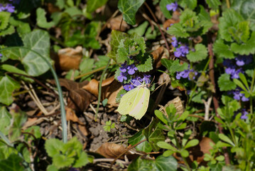 Common brimstone butterfly (Gonepteryx rhamni) sitting on blue flower in Zurich, Switzerland