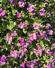 Closeup on multiple wonderful purple blossoms of the rock cress (aubrieta deltoidea) surrounded by its fresh green leaves in a spring scenery 