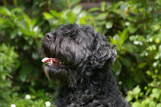 Photo of a Bouvier Des Flandres. dog