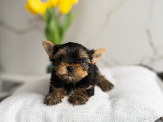A Yorkshire Terrier Puppy sitting on a grey pillow. Cute domestic Pet. Looking at the camera