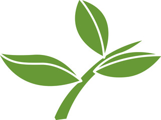 leaf and plant illustration