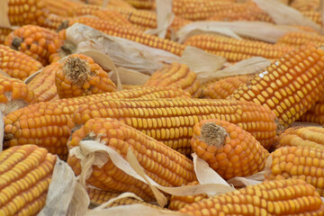 Corn, corn peruvian, corn sothamerican, incas corn