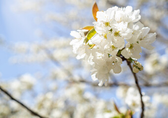 White blooming cherry tree. Natural close up photography. Spring theme.