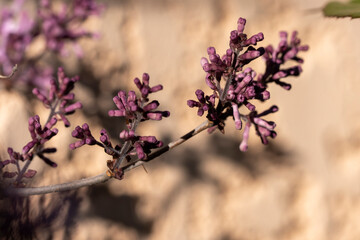 Macro de bourgeons de lilas de Chine