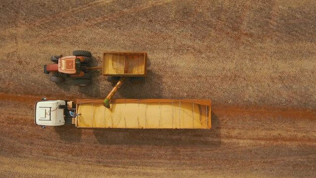 Unloading harvested soybeans